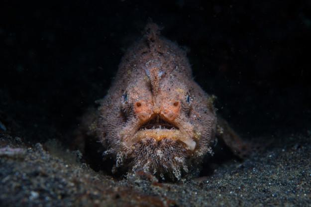 Kāpēc scaronī zivs izskatās tā... Autors: matilde Okeāns ir šausmīgs un man ir nepieciešamas atbildes