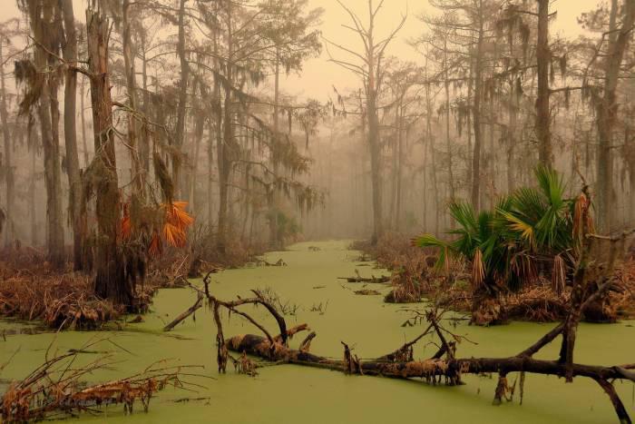 Luiziānas purvainā ainava Autors: kaķūns 70+ interesanti foto ar aprakstiņiem #2