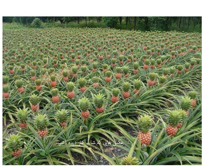 Ananasu plantācija Autors: kaķūns 60+ interesanti foto ar aprakstiņiem #3