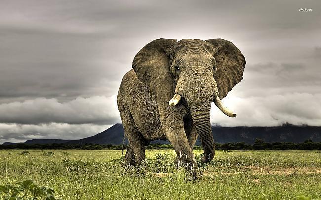 Cilvēki nogalina ziloņus tikai... Autors: Trojanss 20+ attēli ar aprakstiem par cilvēka sabojāto dabu