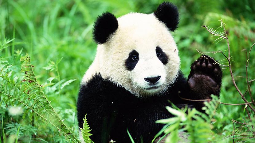 Tikko piedzimis Panda ir... Autors: Torators 15 interesantie fakti un 1 fake fakts