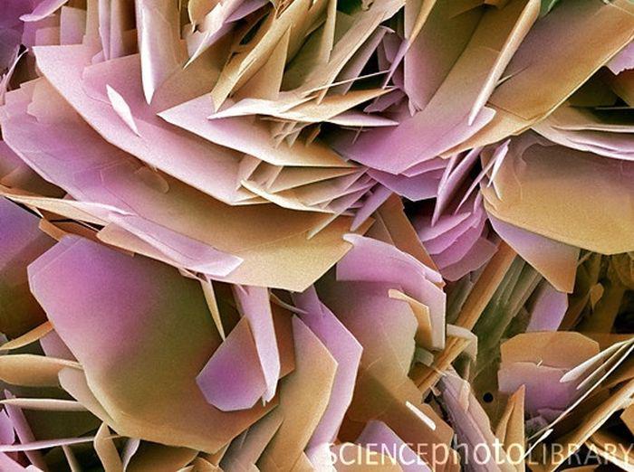 Nierakmeņi mikroskopā Autors: kaķūns 60+ interesanti foto ar aprakstiņiem #5