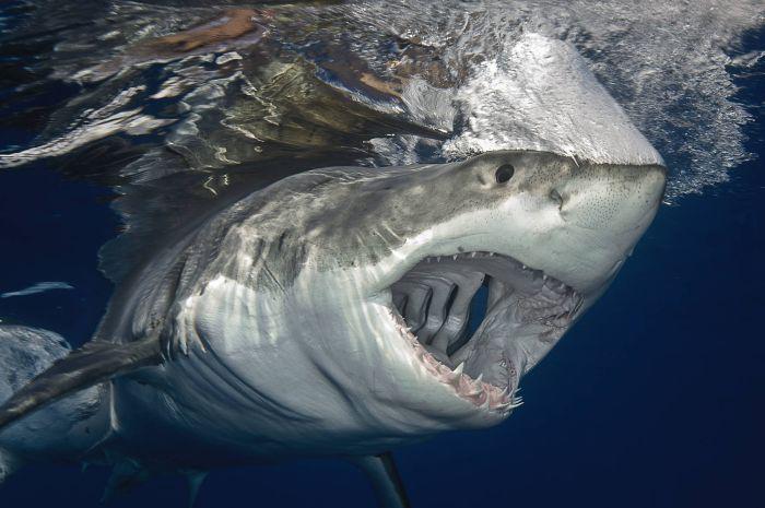 Lielā baltā haizivs Autors: kaķūns 60+ interesanti foto ar aprakstiņiem #5