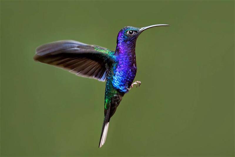 Kolibri ir vienīgais putns... Autors: Zirgalops Kaut kas no visa