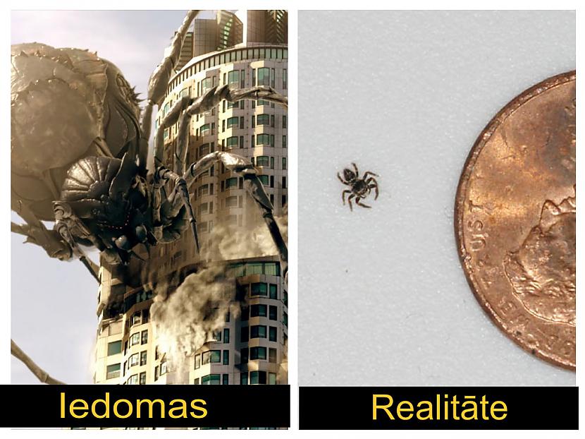 Kad ieraugi zirnekli Autors: Fosilija Iedomas VS realitāte #2