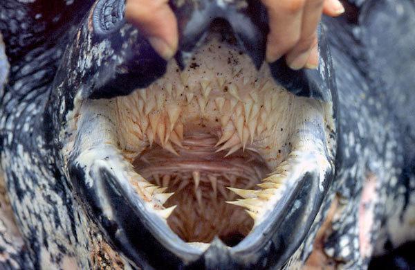 Par bruņurupuča mutes dobumu... Autors: bananchik Vietas, kur Tavas acis nav bijušas