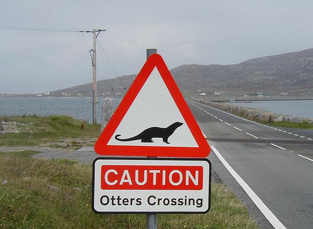 Uzmanieties no ūdriem Skotijā Autors: Ciema Sensejs Par kādiem dzīvniekiem brīdina pasaules ceļa zīmes?