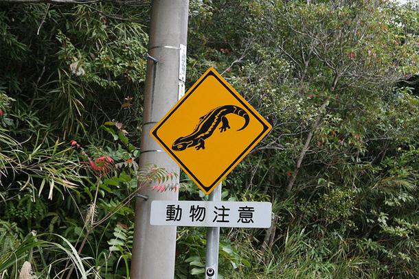 Uzmanieties no salamandrām... Autors: Ciema Sensejs Par kādiem dzīvniekiem brīdina pasaules ceļa zīmes?