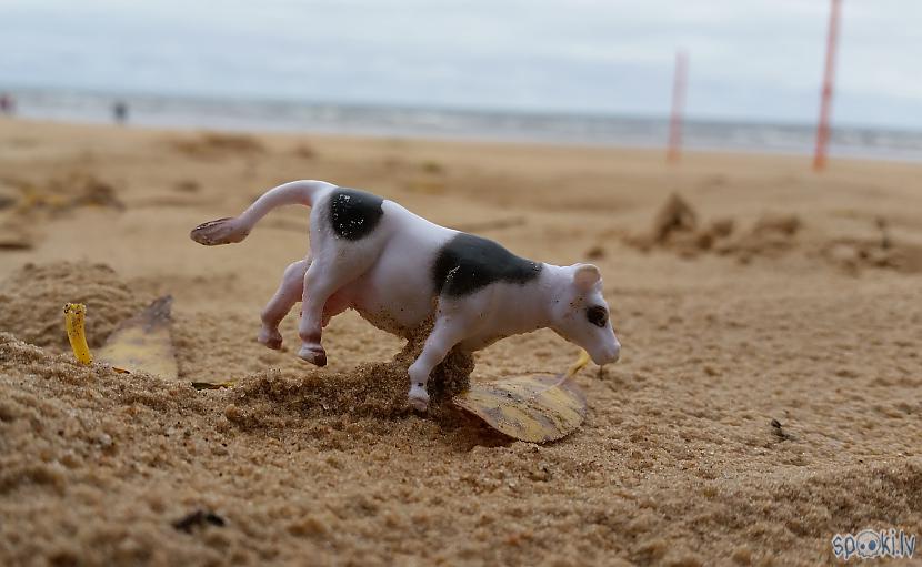 Spēļu gotiņa  atradu bez... Autors: pyrathe Dažas pastaigas pa pludmali ar metāla detektoru (oktobris)