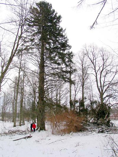 Īves egleEgles Latvijā ir tik... Autors: Ciema Sensejs Ziemassvētku eglīte