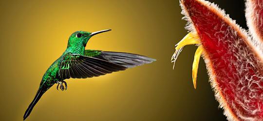  Autors: Linducis8 Mani mīļākie putni - kolibri