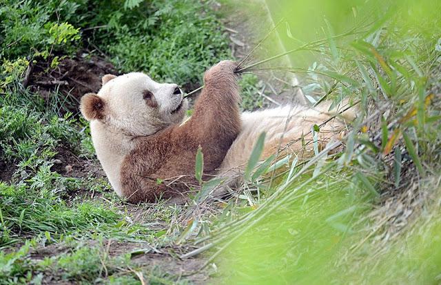 Scaronī panda ir lēnāka par... Autors: Ciema Sensejs Pasaulē vienīgā brūnā panda, kuru māte pameta 2 mēnešu vecumā
