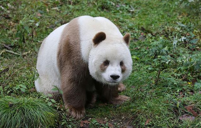 Tomēr ciescaronanas ir... Autors: Ciema Sensejs Pasaulē vienīgā brūnā panda, kuru māte pameta 2 mēnešu vecumā