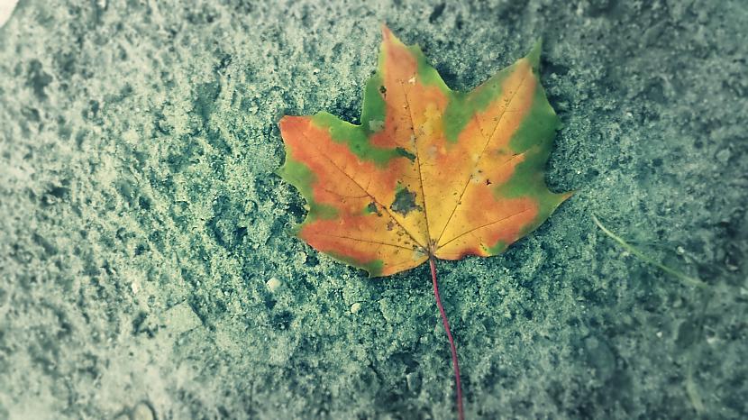  Autors: Gufija My Pictures 4. daļa (Autumn)