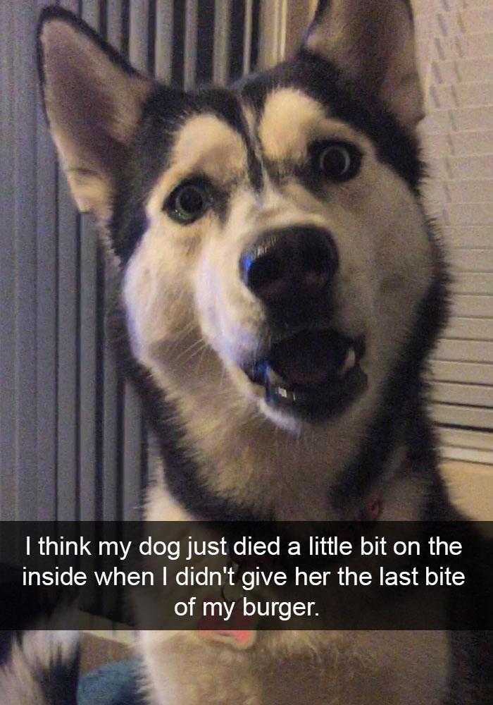 Man liekas ka mans suns tikko... Autors: matilde 20+ smieklīgi Snapchati par suņiem, kurus Tev ir nepieciešams redzēt