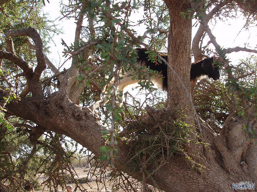 Kaza kokā vinīgā vieta pasaulē Autors: Juris1604 Ainas no Marokas apmeklējuma