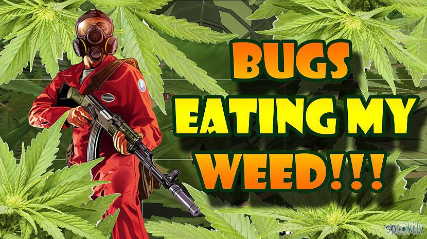  Autors: baronkk GTA V - bugs eating my weed! (Stealing supplies for my weed farm)