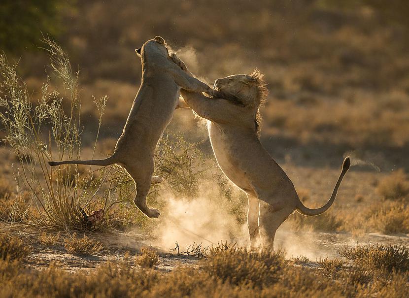Divas lauvas cīnās Kgalagadi... Autors: Baradačš Iespaidīgi National Geographic 2016. gada attēli apkārt pasaulei