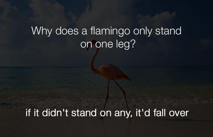 Kāpēc flamingo stāv uz vienas... Autors: Lestets Stulbi, vienkārši un smieklīgi