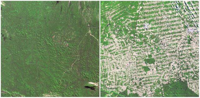 3 Amazones mežus bieži vien... Autors: 100 A 10 pierādījumi tam, ka Zeme drīz beigs pastāvēt. Šausminoši skati…
