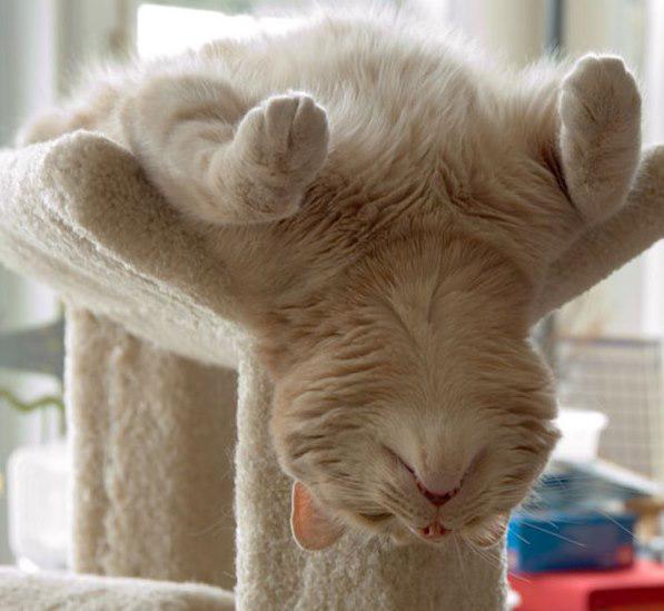 Ar kājām gaisā Autors: Ciema Sensejs 20+ kadri, kuri pierāda, ka kaķi var gulēt pilnīgi visur