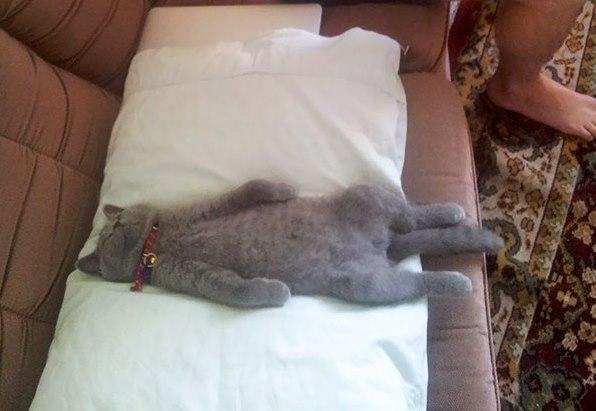 Vakar tā svinēju ka... Autors: Ciema Sensejs 20+ kadri, kuri pierāda, ka kaķi var gulēt pilnīgi visur