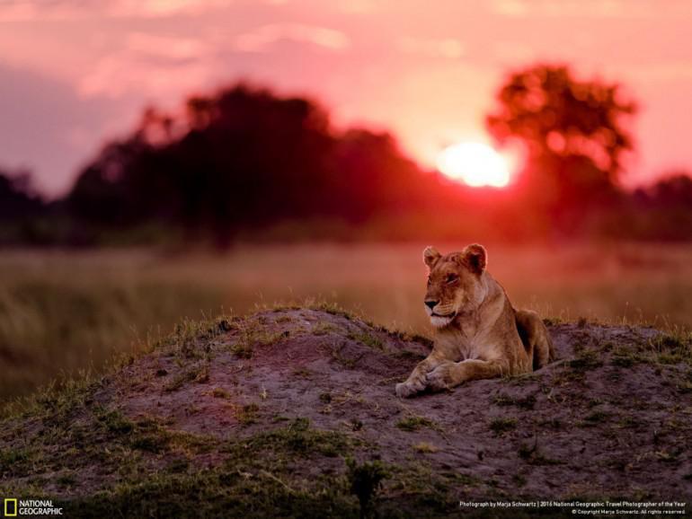 24Lauvene Botsvānā Autors: 100 A 50 maģiskas fotogrāfijas no National Geographic ceļojumu foto konkursa!