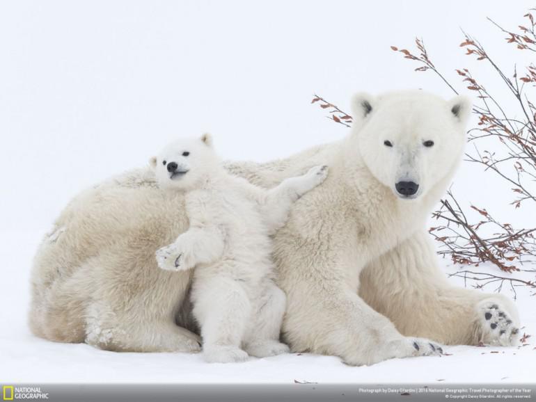 44Baltie lāči Kanādā Autors: 100 A 50 maģiskas fotogrāfijas no National Geographic ceļojumu foto konkursa!