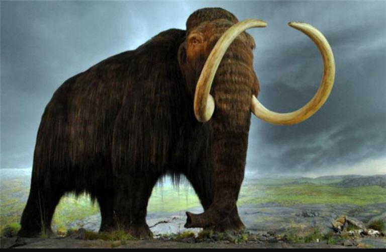 5 Mamuti pārtika galvenokārt... Autors: baumas12 Interesanti fakti par mamutiem