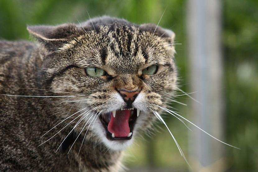 Vienīgais trūkums scaronai... Autors: Fosilija 15 ļaunākie kaķi, kādus Tu jebkad būsi redzējis!