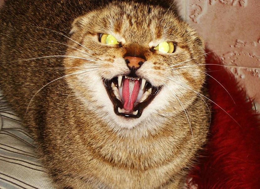 Ja tavs kaķis ar scaronādu... Autors: Fosilija 15 ļaunākie kaķi, kādus Tu jebkad būsi redzējis!