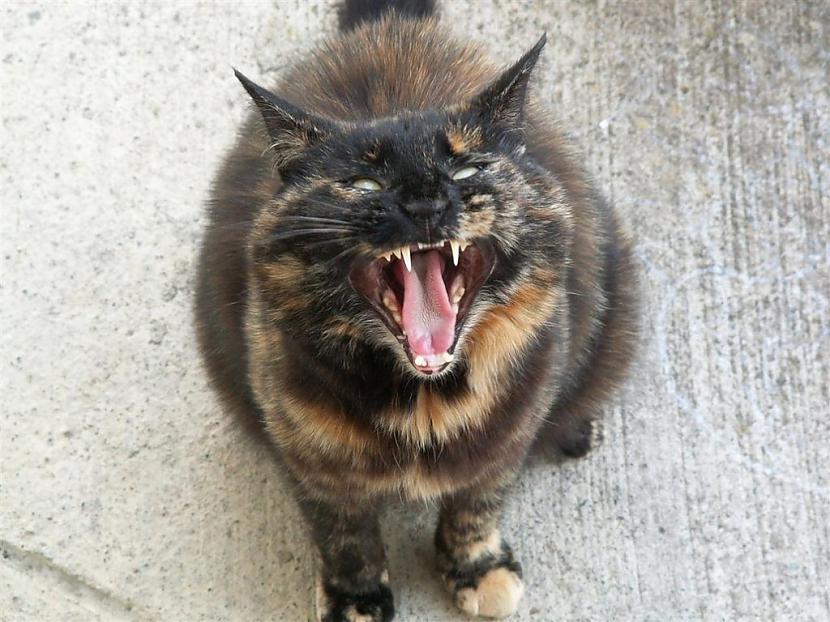 Jau pēc tā skatiena vien ir... Autors: Fosilija 15 ļaunākie kaķi, kādus Tu jebkad būsi redzējis!