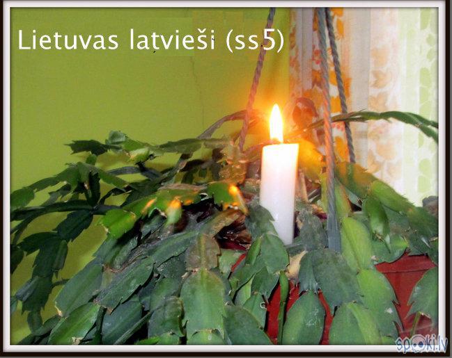  Autors: rasiks Lietuvas latvieši (ss5)