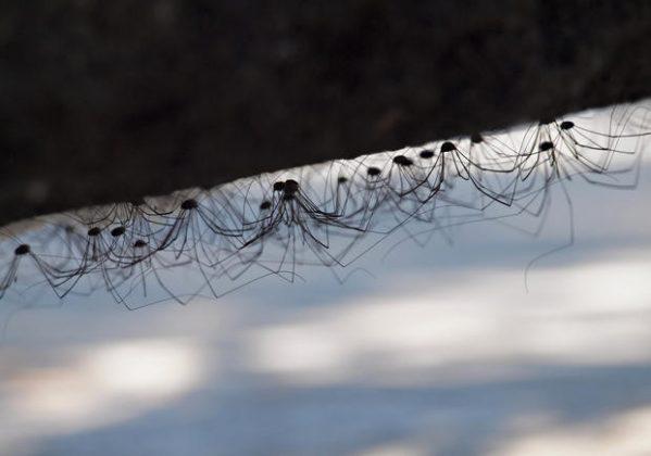 7 Tie dzīvo kopienāsZinātnieki... Autors: Ciema Sensejs 15 pārsteidzoši fakti par garkājainajiem zirnekļiem