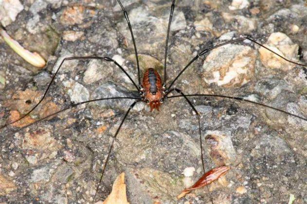 15 Daži vīriscaronķie indivīdi... Autors: Ciema Sensejs 15 pārsteidzoši fakti par garkājainajiem zirnekļiem