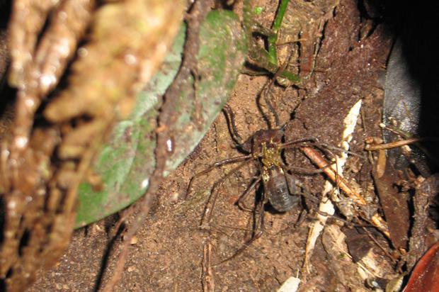 11 Viņi dzīvo ilgiLielākās... Autors: Ciema Sensejs 15 pārsteidzoši fakti par garkājainajiem zirnekļiem