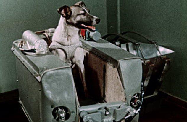 Laika bija pārbijusies Laika... Autors: Testu vecis 10 traģiski fakti par Laiku - pirmo suni kosmosā