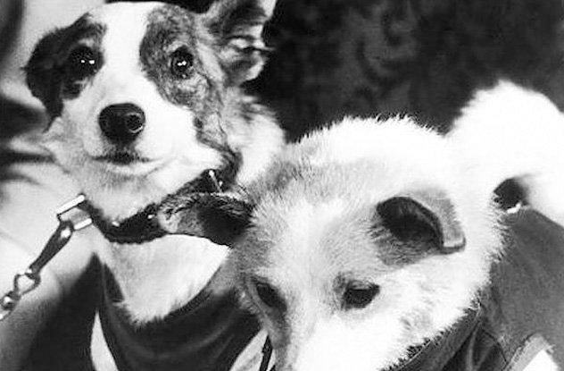 Muscaronka mira īsi pēc tam... Autors: Testu vecis 10 traģiski fakti par Laiku - pirmo suni kosmosā