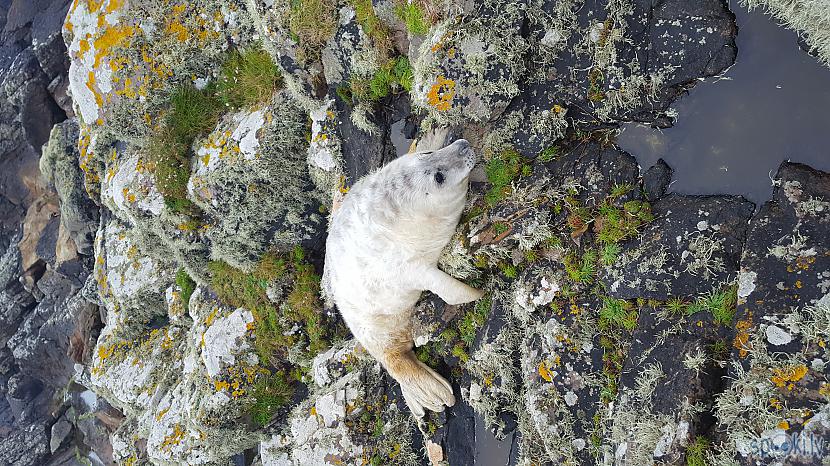 Šis ronis bija palicis uz... Autors: D E L U K S Dodamies Izpētīt Īrijas okeāna krastus