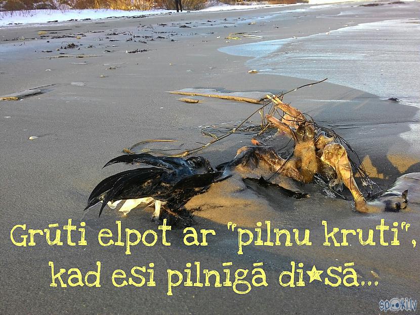  Autors: Kolch Spoki joko