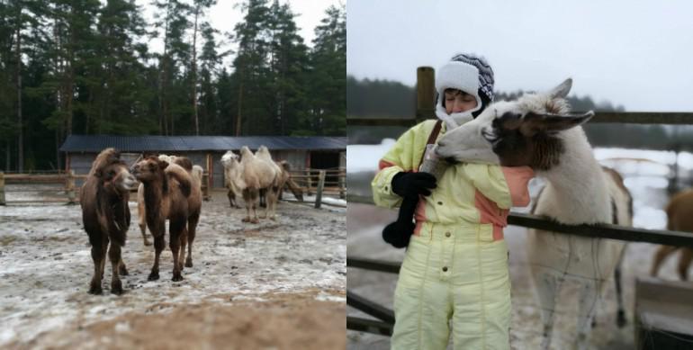 Izjāde ar kamieli... Autors: 100 A 20 fantastiskas vietas, uz kurām doties ārpus Rīgas ziemā. Foršs saraksts!