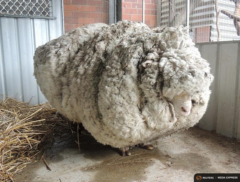 Scaronī aita kuru sauc Kriss... Autors: Fosilija Dzīvnieki, kuri ir iekļuvuši Ginesa rekordu grāmatā!