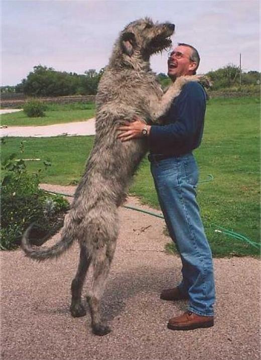 Fizzy s vienmēr priecājas... Autors: Bitchere Lielākie un neparastākie suņi, neticami!