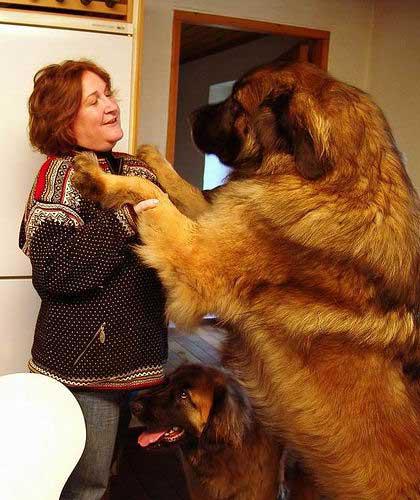 Plets izvēlas būt dejotājs Kad... Autors: Bitchere Lielākie un neparastākie suņi, neticami!