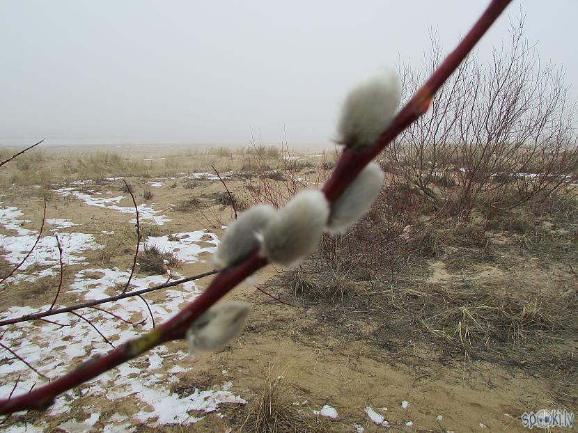  Autors: pyrathe Ziema pārvēršas... pārvēršas ziema... plaukstošā pavasarī