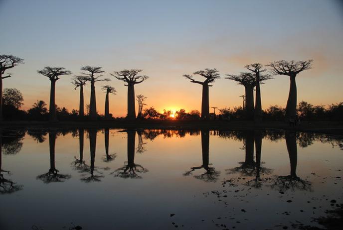 Baobab Forest... Autors: princeSS Elpu aizraujoši meži,kuri izskatās kā no pasakas.