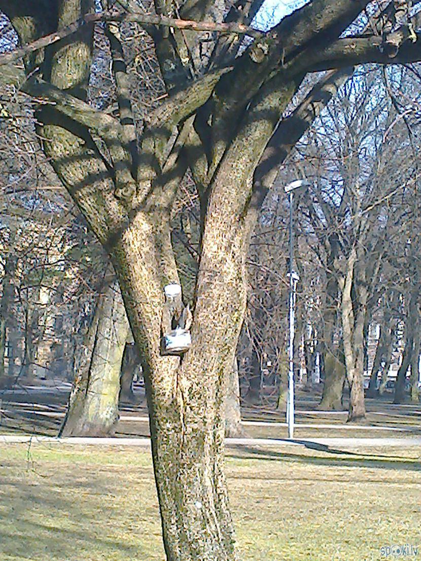 Kādā kokā bija uzkārta... Autors: ezkins Putnu diena