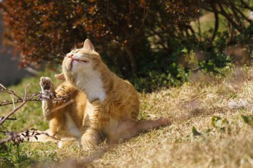Kaķi nagus asina pirms vējaina... Autors: HELIOFOBIJA Dzīvnieki pareģo laiku!
