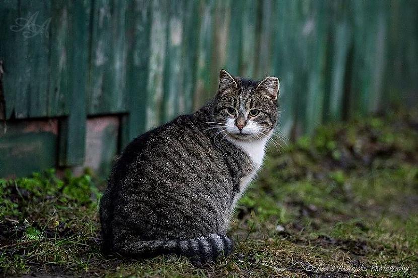  Autors: Fosilija Pamesto kaķu skatieni Rīgas ielās