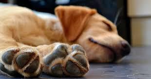 Suņi redz sapņus kad... Autors: esentiall_ Suns - ne visu Tu par viņu zini!